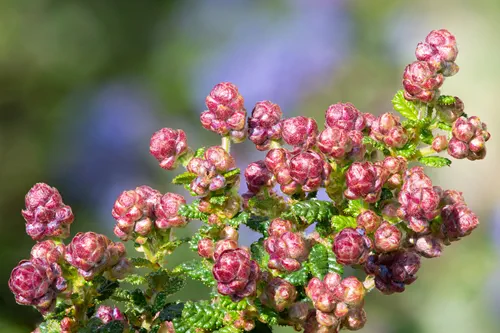 Close up of buds on a California lilac (ceanothus) shrub
